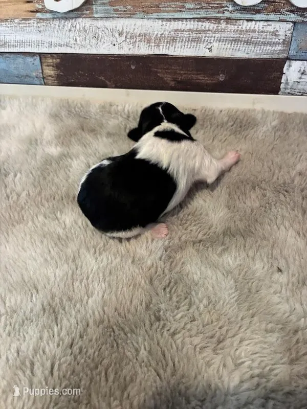 Nova – Maltipoo puppy for sale in Frederic, WI