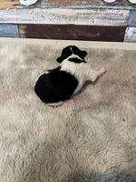 Nova, a male Maltipoo for sale in Frederic, WI – Photo 1 of 2