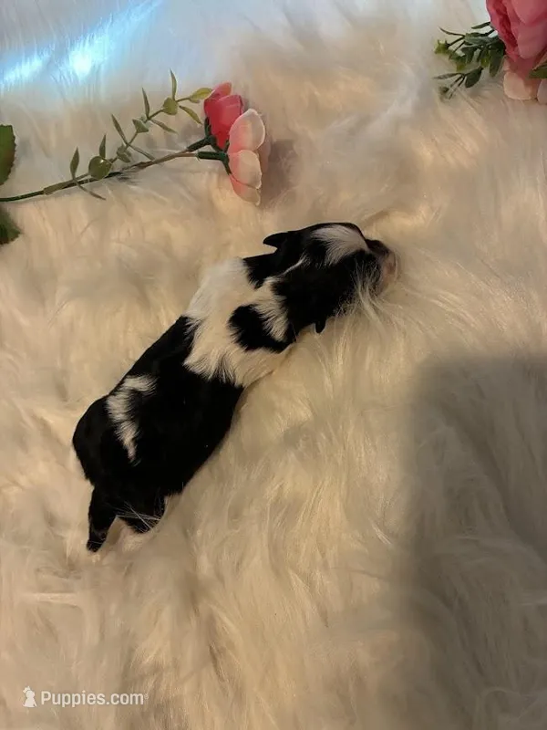 Nova – Maltipoo puppy for sale in Frederic, WI