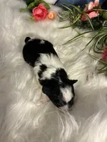 Nova, a female Maltipoo for sale in Frederic, WI – 3 of 3
