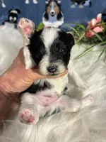 Nova, a female Maltipoo for sale in Frederic, WI – 2 of 3