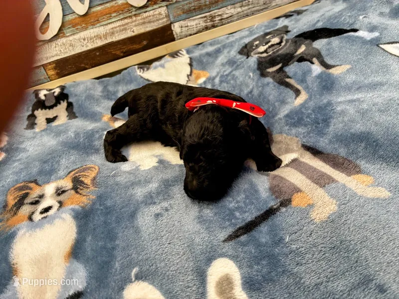 Tango – Poodle - Miniature  puppy for sale in Frederic, WI