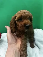 Oakly, a male Poodle - Miniature  for sale in Frederic, WI – 2 of 4