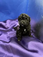 Malibu, a female Maltipoo for sale in Frederic, WI – 5 of 6