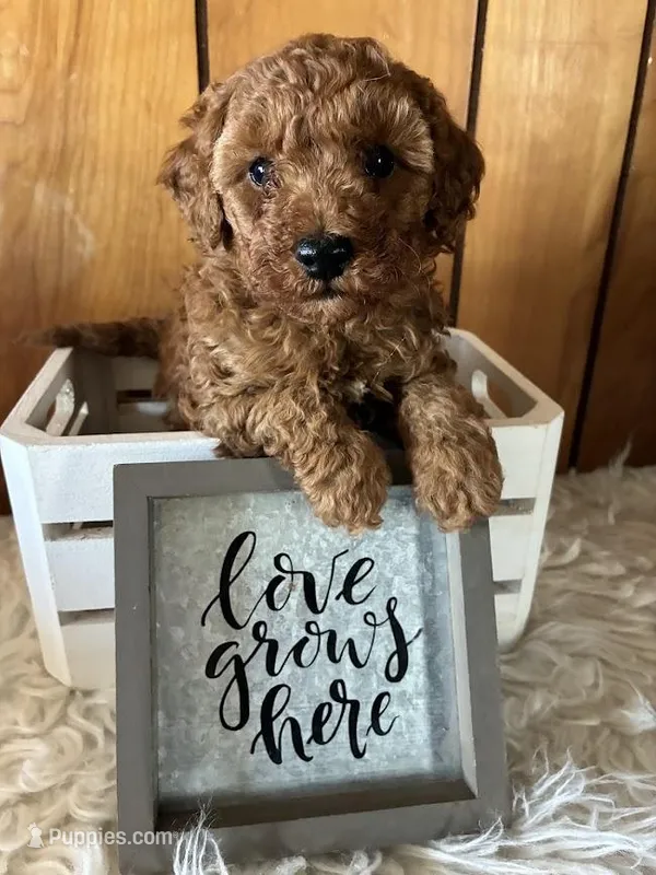 Brandy – Poodle - Miniature  puppy for sale in Frederic, WI