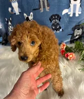 Brandy, a male Poodle - Miniature  for sale in Frederic, WI – Photo 2 of 5