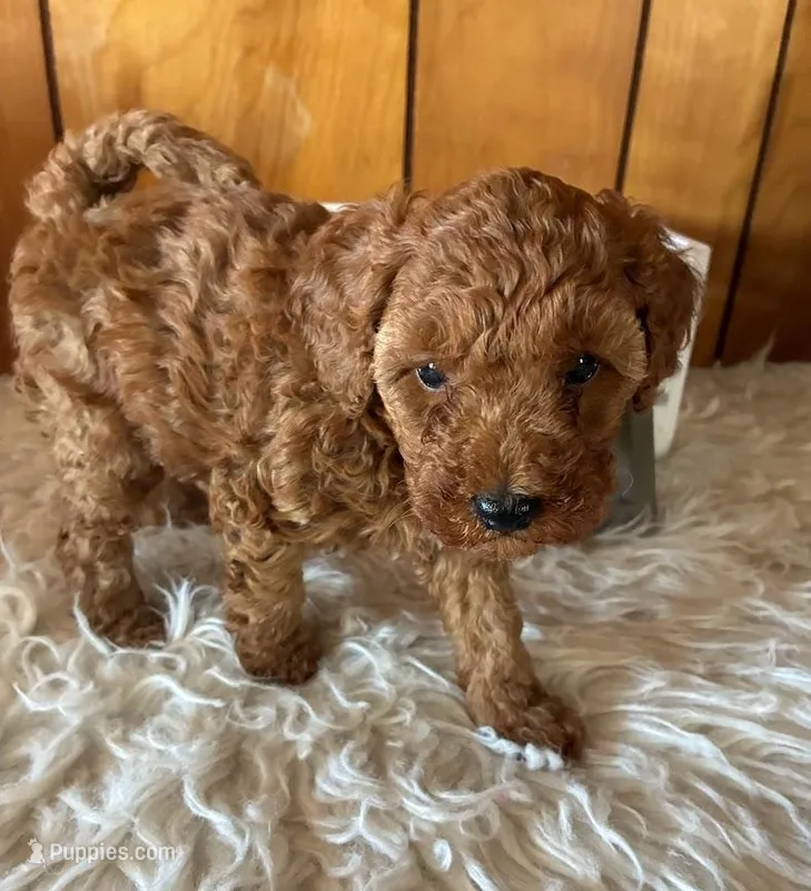 Brandy – Poodle - Miniature  puppy for sale in Frederic, WI