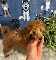 Brandy, a male Poodle - Miniature  for sale in Frederic, WI – Photo 5 of 5