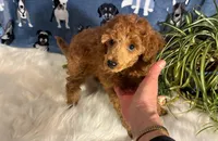 Brandy, a male Poodle - Miniature  for sale in Frederic, WI – Photo 4 of 5