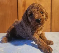Brandy, a male Poodle - Miniature  for sale in Frederic, WI – Photo 1 of 2