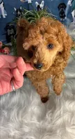 Brandy, a male Poodle - Miniature  for sale in Frederic, WI – Photo 1 of 5