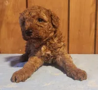 Brandy, a male Poodle - Miniature  for sale in Frederic, WI – Photo 2 of 2