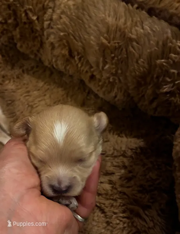 Oliver – Maltipoo puppy for sale in Frederic, WI