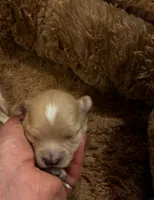 Oliver, a male Maltipoo for sale in Frederic, WI – 1 of 2