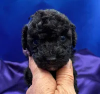 Marina, a female Maltipoo for sale in Frederic, WI – 5 of 5