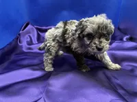 Coral, a female Maltipoo for sale in Frederic, WI – 3 of 5