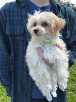 Amber, a male Maltipoo for sale in Frederic, WI – 4 of 5