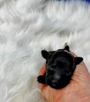 Tango, a female Poodle - Miniature  for sale in Frederic, WI – 2 of 2