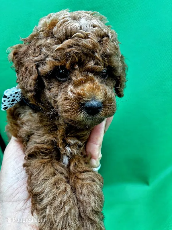 Rome – Poodle - Miniature  puppy for sale in Frederic, WI