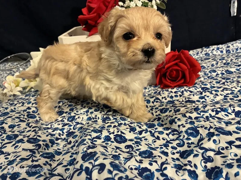 Amber – Maltipoo puppy for sale in Frederic, WI