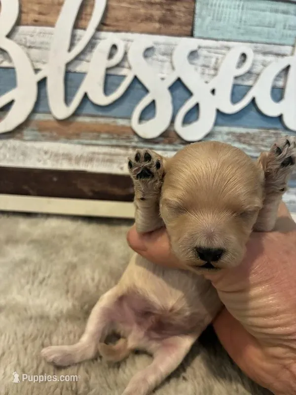 Amber – Maltipoo puppy for sale in Frederic, WI