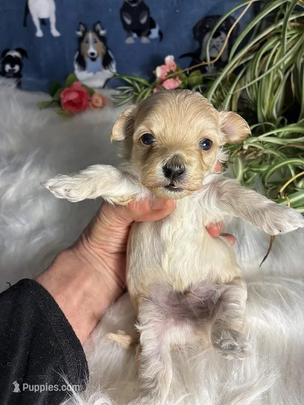 Amber – Maltipoo puppy for sale in Frederic, WI