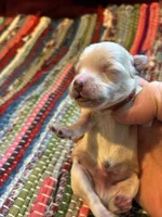 Amber, a male Maltipoo for sale in Frederic, WI – Photo 3 of 3