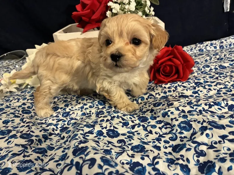 Amber – Maltipoo puppy for sale in Frederic, WI