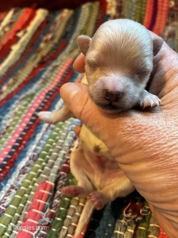 Amber – Maltipoo puppy for sale in Frederic, WI