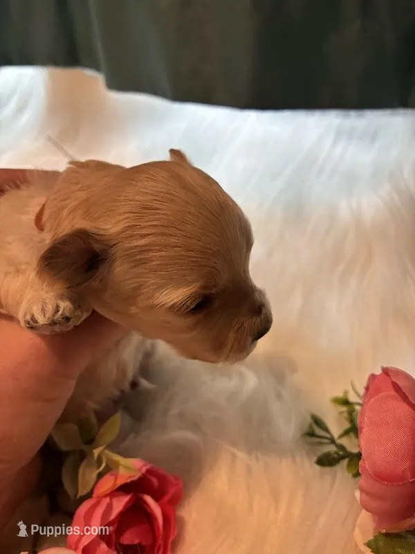 Amber – Maltipoo puppy for sale in Frederic, WI