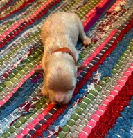 Amber, a male Maltipoo for sale in Frederic, WI – Photo 2 of 3