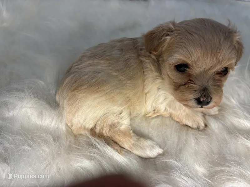 Amber – Maltipoo puppy for sale in Frederic, WI