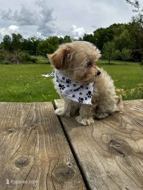 Amber – Maltipoo puppy for sale in Frederic, WI