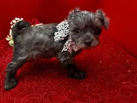 Garnet, a male Maltipoo for sale in Frederic, WI – 3 of 4