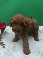 Oakly, a male Poodle - Miniature  for sale in Frederic, WI – 1 of 4