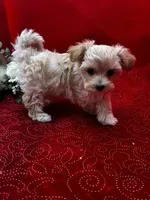 Amber, a male Maltipoo for sale in Frederic, WI – 3 of 3