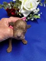 Paris, a female Poodle - Miniature  for sale in Frederic, WI – 2 of 4