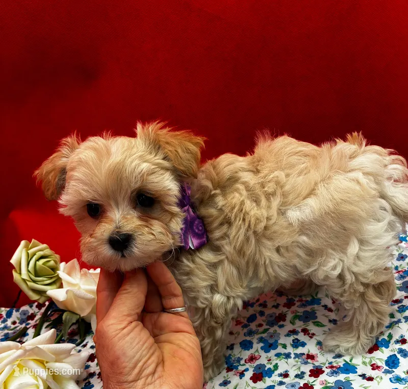 Amber – Maltipoo puppy for sale in Frederic, WI