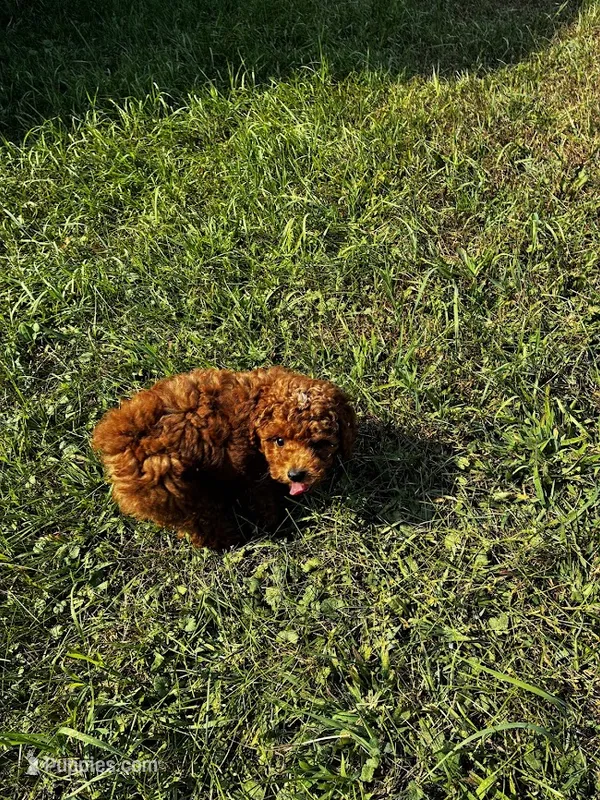 Rome – Poodle - Miniature  puppy for sale in Frederic, WI
