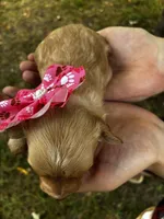 Brie, a female Maltipoo for sale in Frederic, WI – 3 of 3