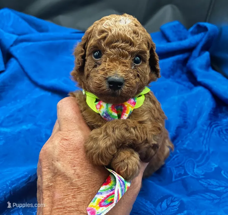 Rome – Poodle - Miniature  puppy for sale in Frederic, WI
