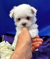 Opal, a female Maltese for sale in Frederic, WI – 2 of 5