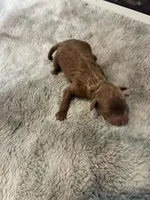 Oakly, a male Poodle - Miniature  for sale in Frederic, WI – Photo 2 of 3