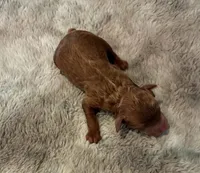 Oakly, a male Poodle - Miniature  for sale in Frederic, WI – Photo 3 of 3