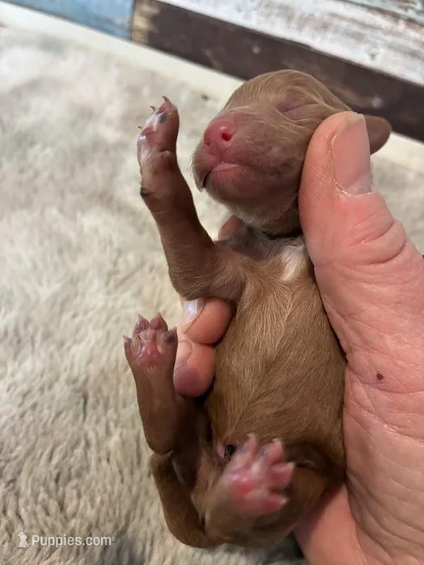 Oakly – Poodle - Miniature  puppy for sale in Frederic, WI