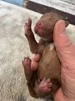 Oakly, a male Poodle - Miniature  for sale in Frederic, WI – Photo 1 of 3