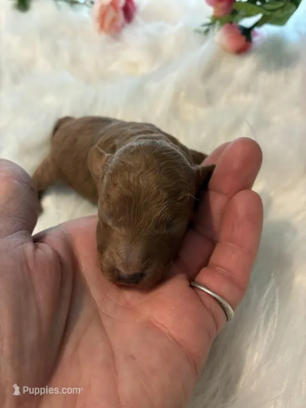 Oakly – Poodle - Miniature  puppy for sale in Frederic, WI