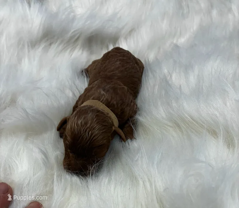 Bravo – Poodle - Miniature  puppy for sale in Frederic, WI