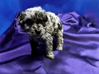 Coral, a female Maltipoo for sale in Frederic, WI – 2 of 5