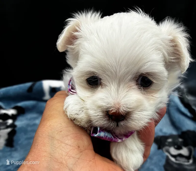 Topaz – Maltese puppy for sale in Frederic, WI